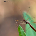 Stilt bug
