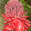 Torch Ginger