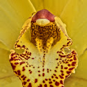 Cymbidium Orchid