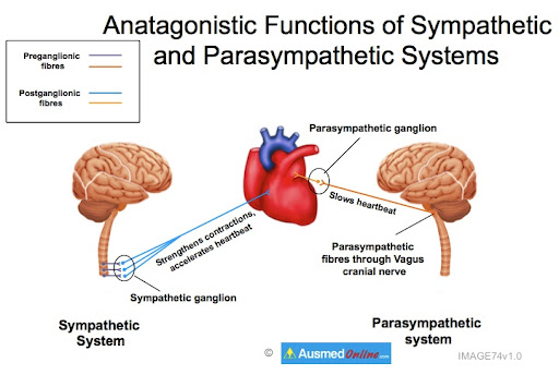PNS: Antagonistic Functions of the Heart