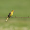 Orchard oriole (female)
