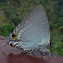 Common Tit butterfly