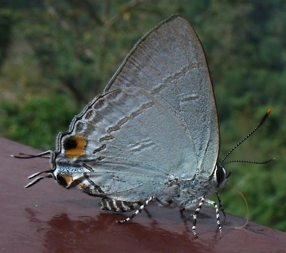 Spotting Image 1
