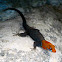 Yellow-headed Gecko