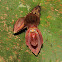 Pleurothallis bivalvis