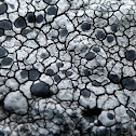 Single-spored Map Lichen