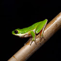 Eastern Dwarf Tree Frog
