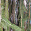 Snake Branch Spruce