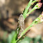 Leafhopper Nymph Skin
