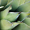 Agave