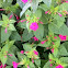 Four o'clock flower