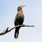 neotropic cormorant