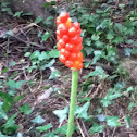 Large cuckoo pint