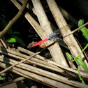 Crimson-tailed marsh hawk