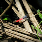 Crimson-tailed marsh hawk