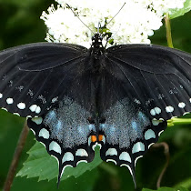 Pollinators and other Arthropods of Vassar Preserve