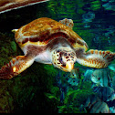 Sea turtle