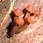 Hygrocybe aurantiopallens