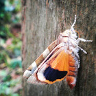 broad-bordered yellow underwing