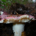 Russula sp