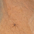 Wolf Spider