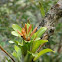 Bromelia