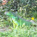 Green Iguana