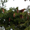 Red Crossbill