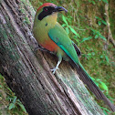 Rufous-capped Motmot