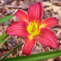 Lily
