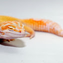 Leopard Gecko