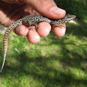 common wall lizard; lagartija roquera
