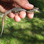 common wall lizard; lagartija roquera