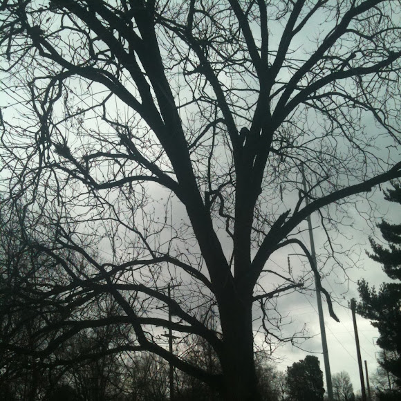Spotting Image 1