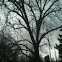 Pecan Tree