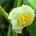 mayapple