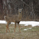 White-tailed Deer