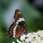 White Admiral