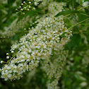 Wild black cherry