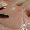 Salamander