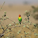 Fischer's lovebird