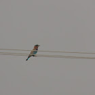 Indian Roller