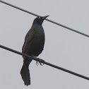 Boat-tailed Grackle