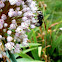 Bald-Faced Hornet