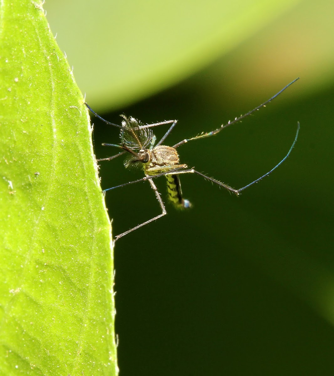 Mosquito