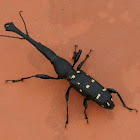 Eutrachelus weevil