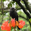 Anu preto/Smooth-billed Ani