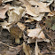 Morel