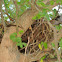 Zenaida dove