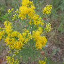 Seaside Goldenrod